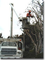 Tree Trimming